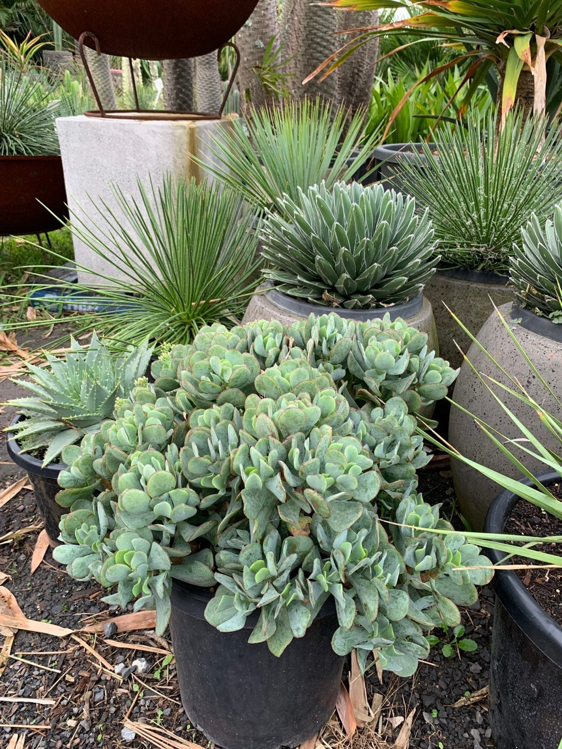 Crassula (Crassula Bluebird) - Ladybird Nursery