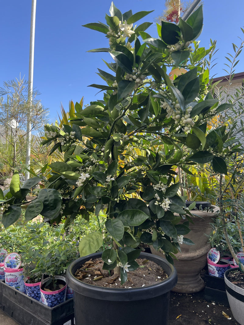 Washington Navel Orange 500mm PICK UP ONLY