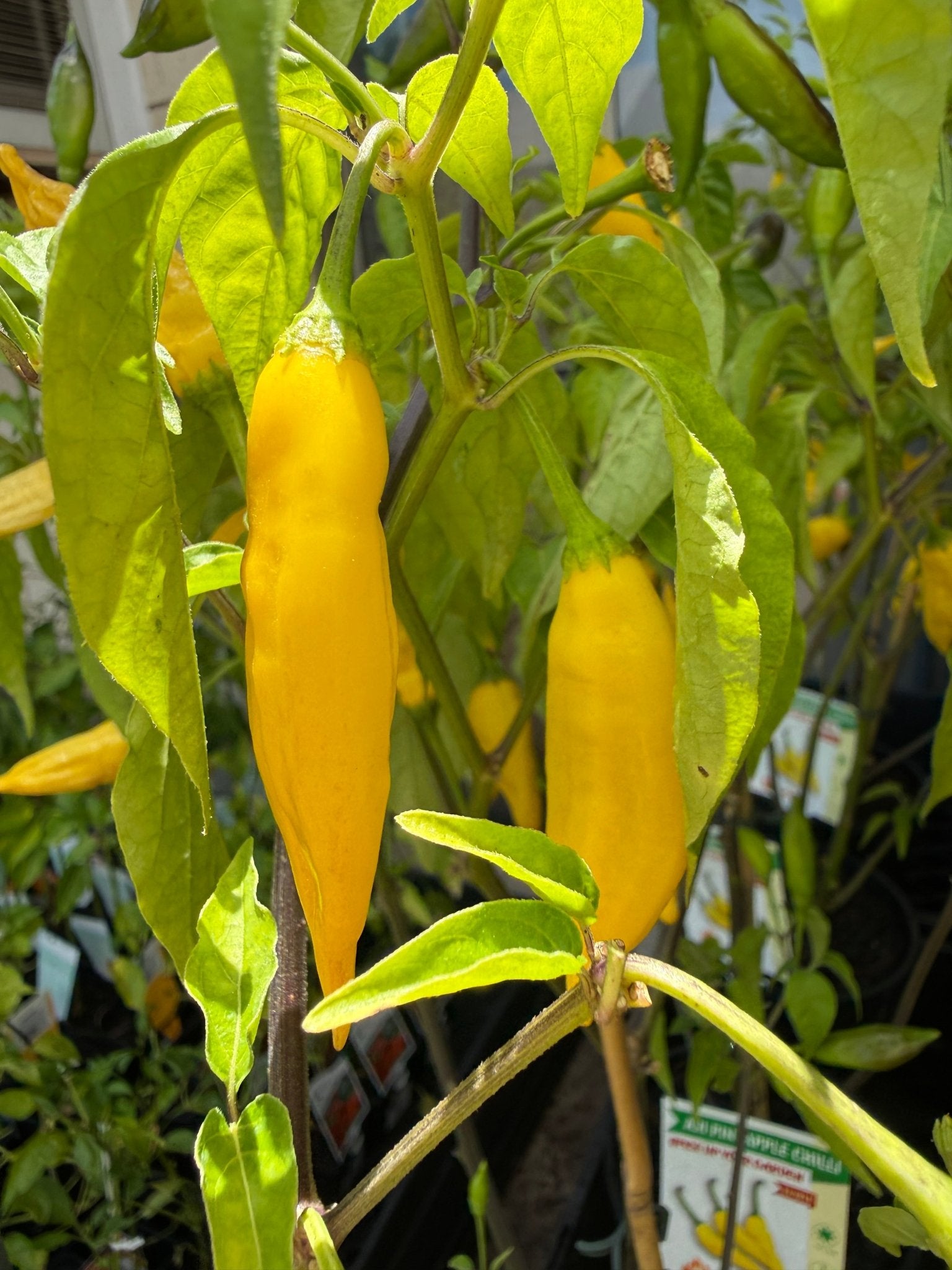 Chilli 'Aji Pineapple' - Ladybird Nursery