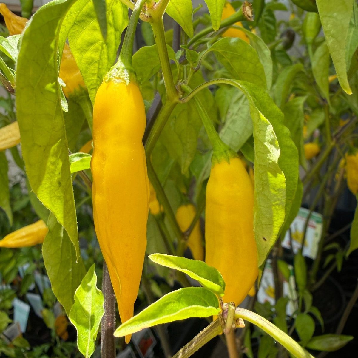 Chilli 'Aji Pineapple' - Ladybird Nursery