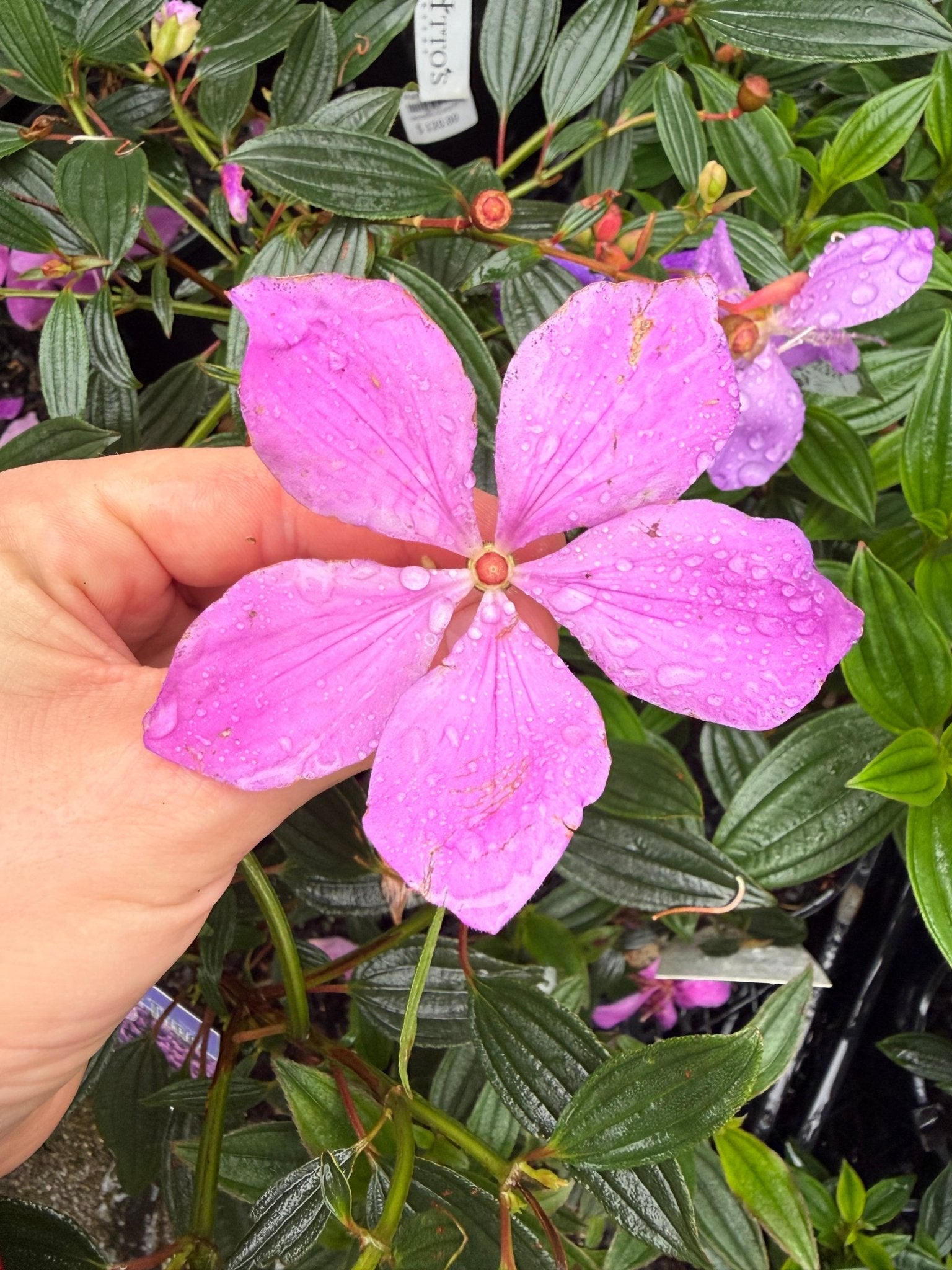 Tibouchina 'Lilac Time' - Ladybird Nursery