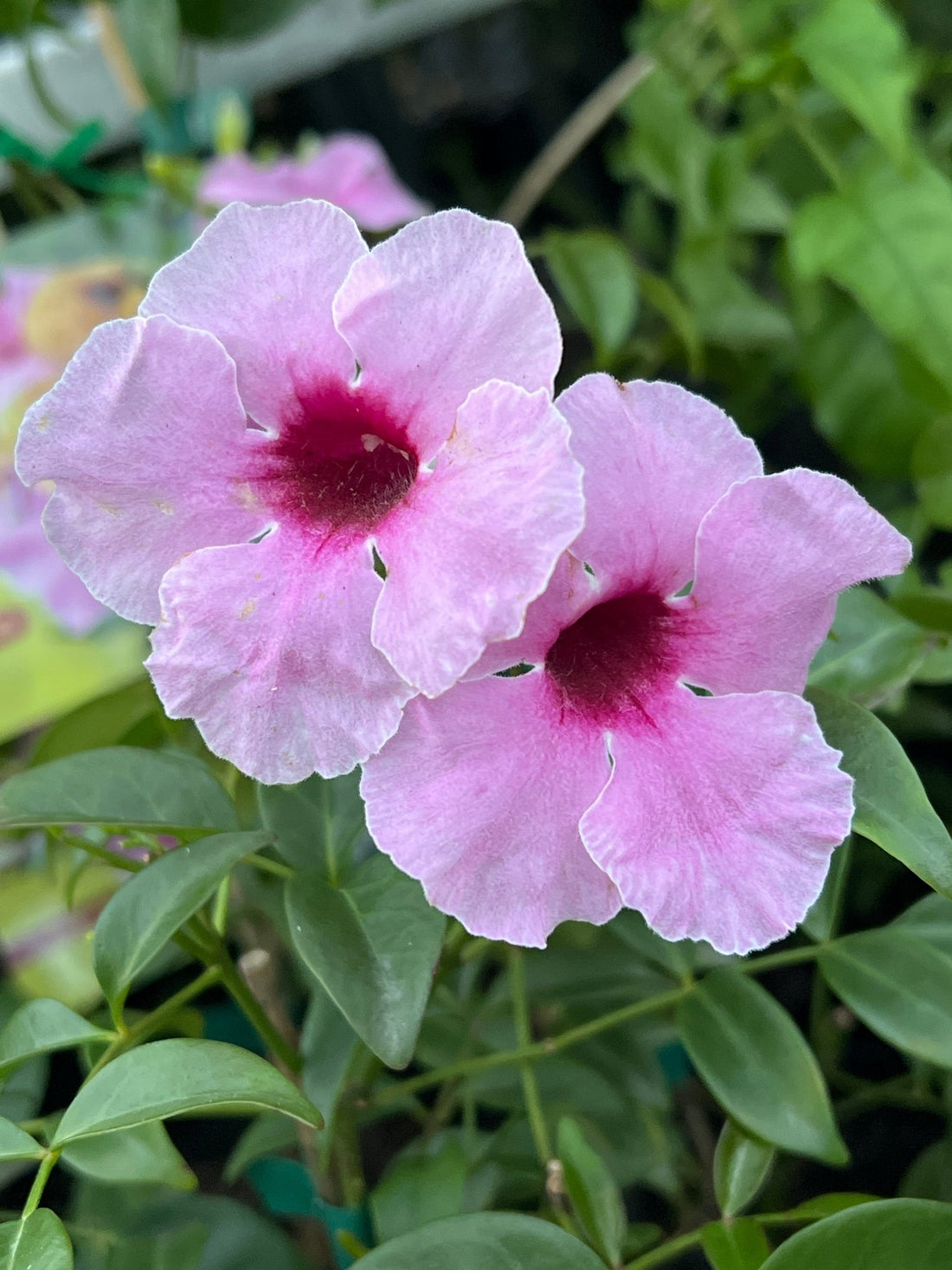 Belle of the Ball (Pandorea jasminoides) - Ladybird Nursery