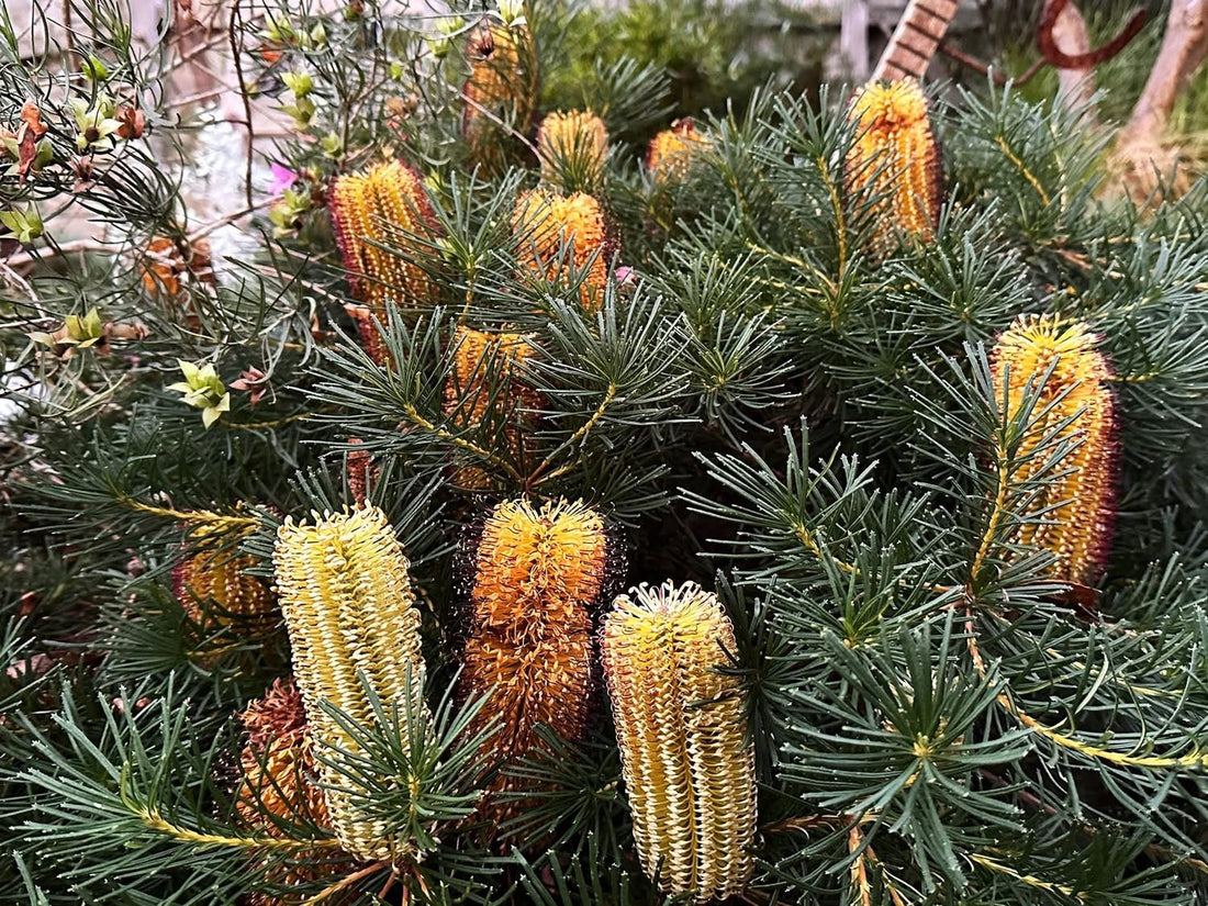 Dwarf Banksia 'Cherry Candles' (Banksia spinulosa) - Ladybird Nursery