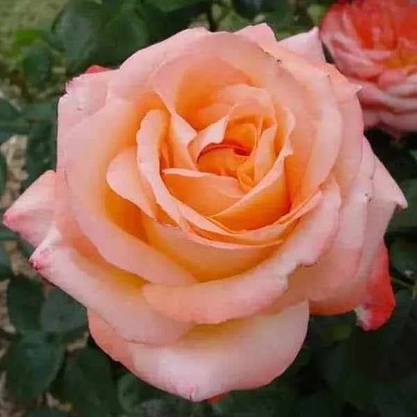 Rose Joyfulness (Rosa) - Ladybird Nursery