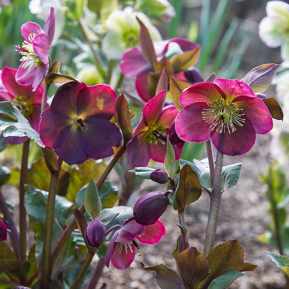 Hellebore Anna Red (Helleborus ) - Ladybird Nursery