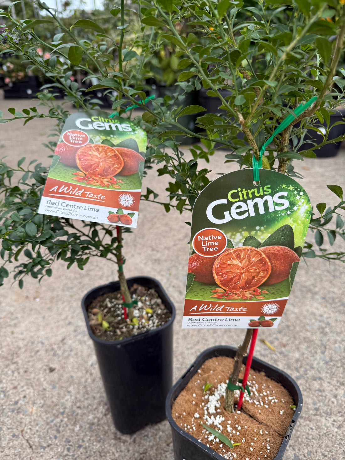 Red Centre Lime Grafted (QLD Only)
