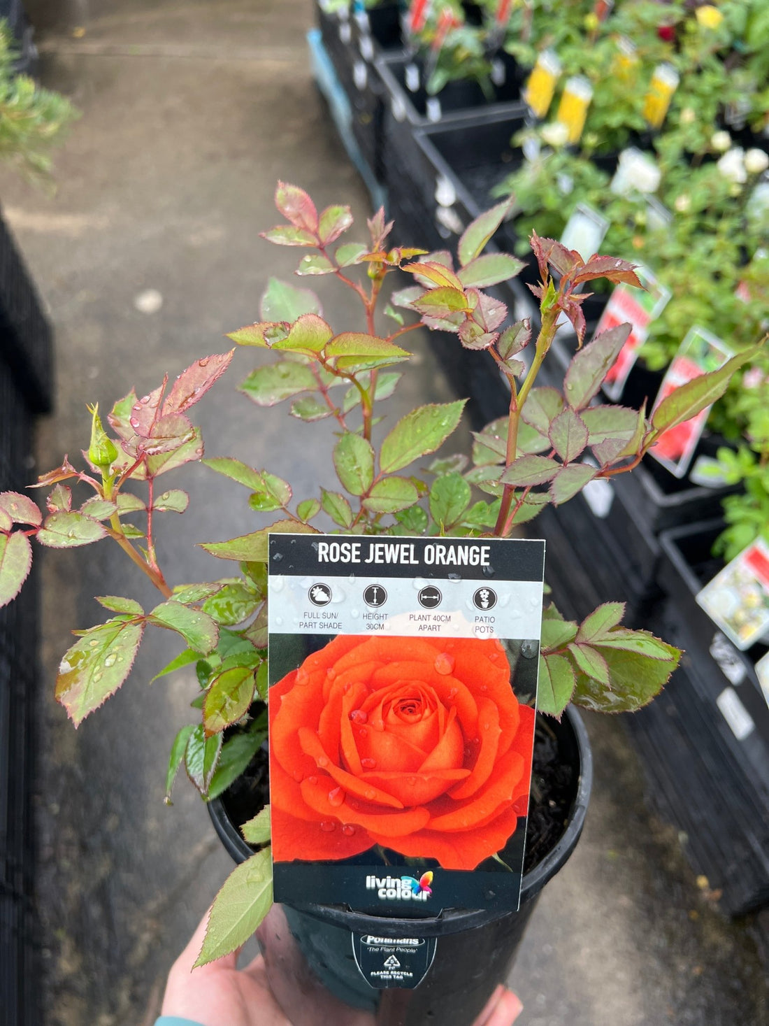 Rose Jewel Miniature Orange (Rosa) - Ladybird Nursery