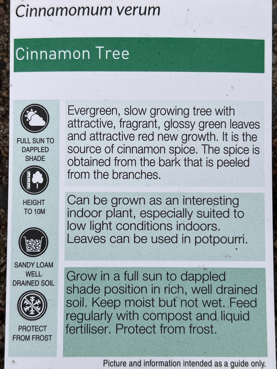 Cinnamon Tree (Cinnamomum verum) - Ladybird Nursery