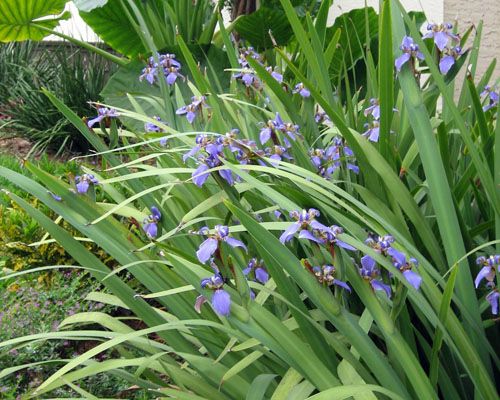Brazilian Walking Iris Tissue culture (Neomarica gracilis) - Ladybird Nursery