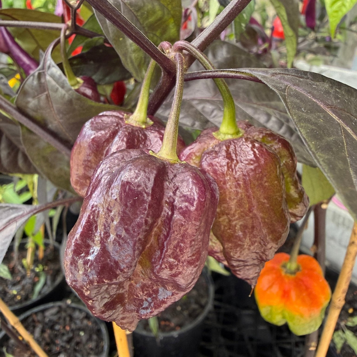 Chilli 'Purple Carolina Reaper' - Ladybird Nursery
