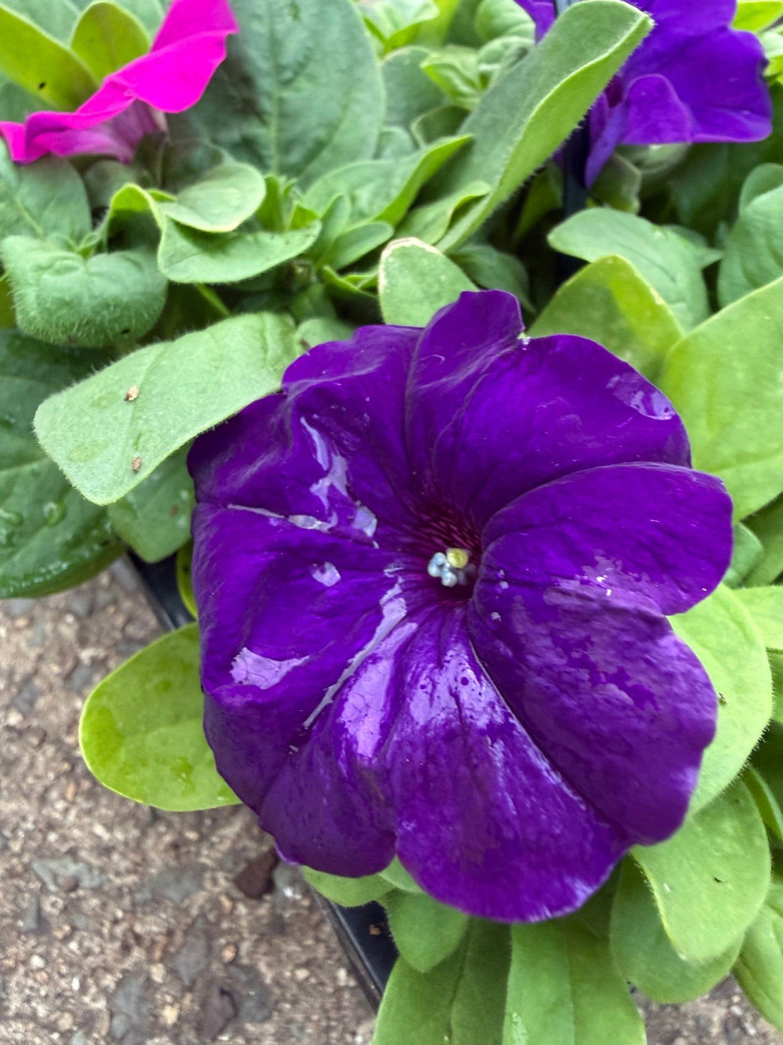 Petunia 'Lo Rider Mix'- 10 Cell Pot (PICK UP ONLY) - Ladybird Nursery