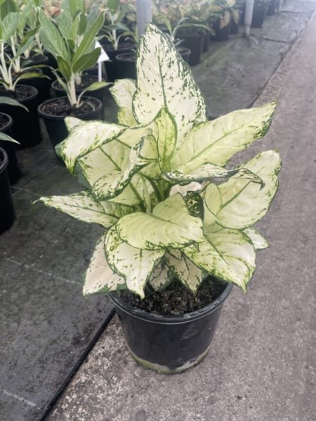 Aglaonema 'Super White' - Ladybird Nursery