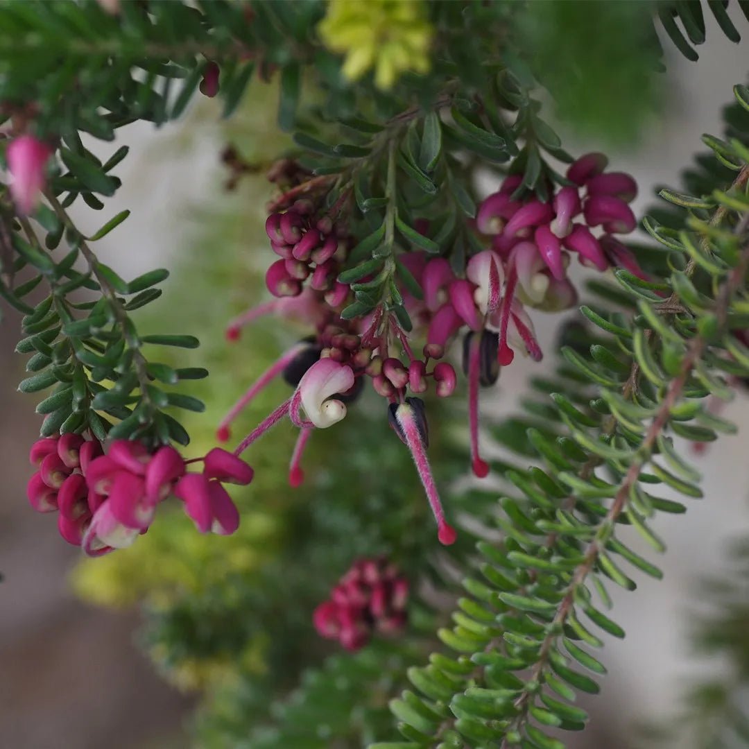 Grevillea Wooly Toothbrush Standards (Grevillea thyrsoides) - Ladybird Nursery