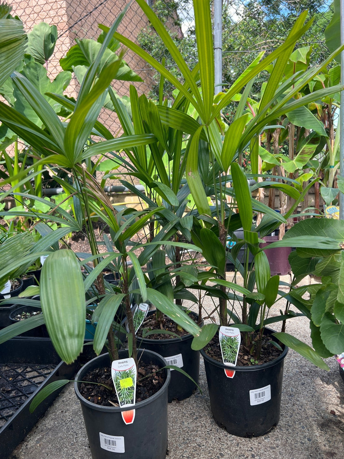 Lady Palm (Rhapis excelsa) - Ladybird Nursery