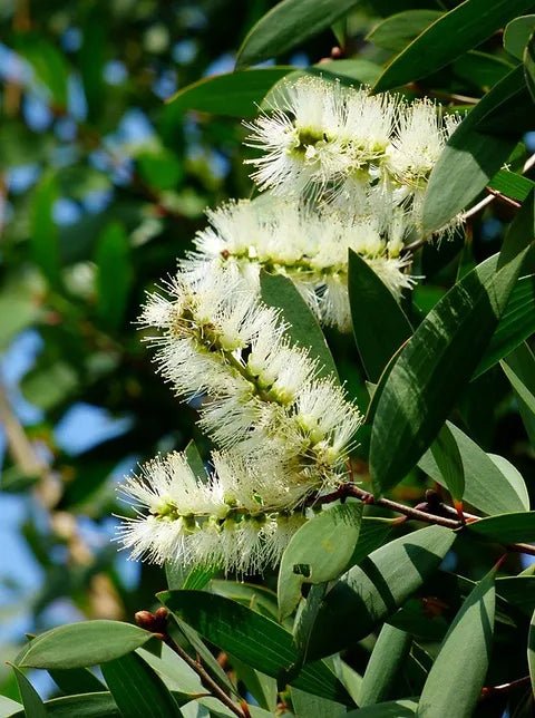 Weeping Paperbark Broad Leaf (Melaleuca leucadendra) - Ladybird Nursery