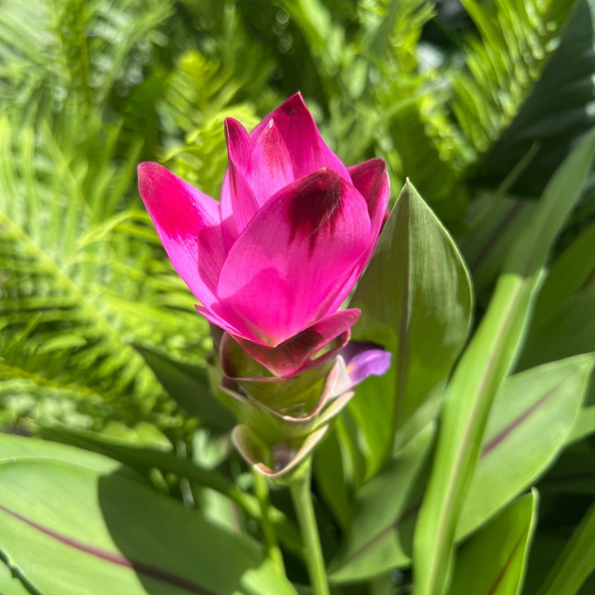 Siam Splash (Curcuma) - Ladybird Nursery