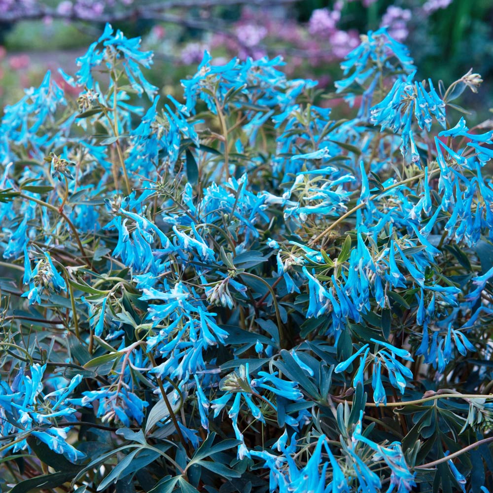 Corydalis Porcelain Blue (Corydalis flexuosa) - Ladybird Nursery