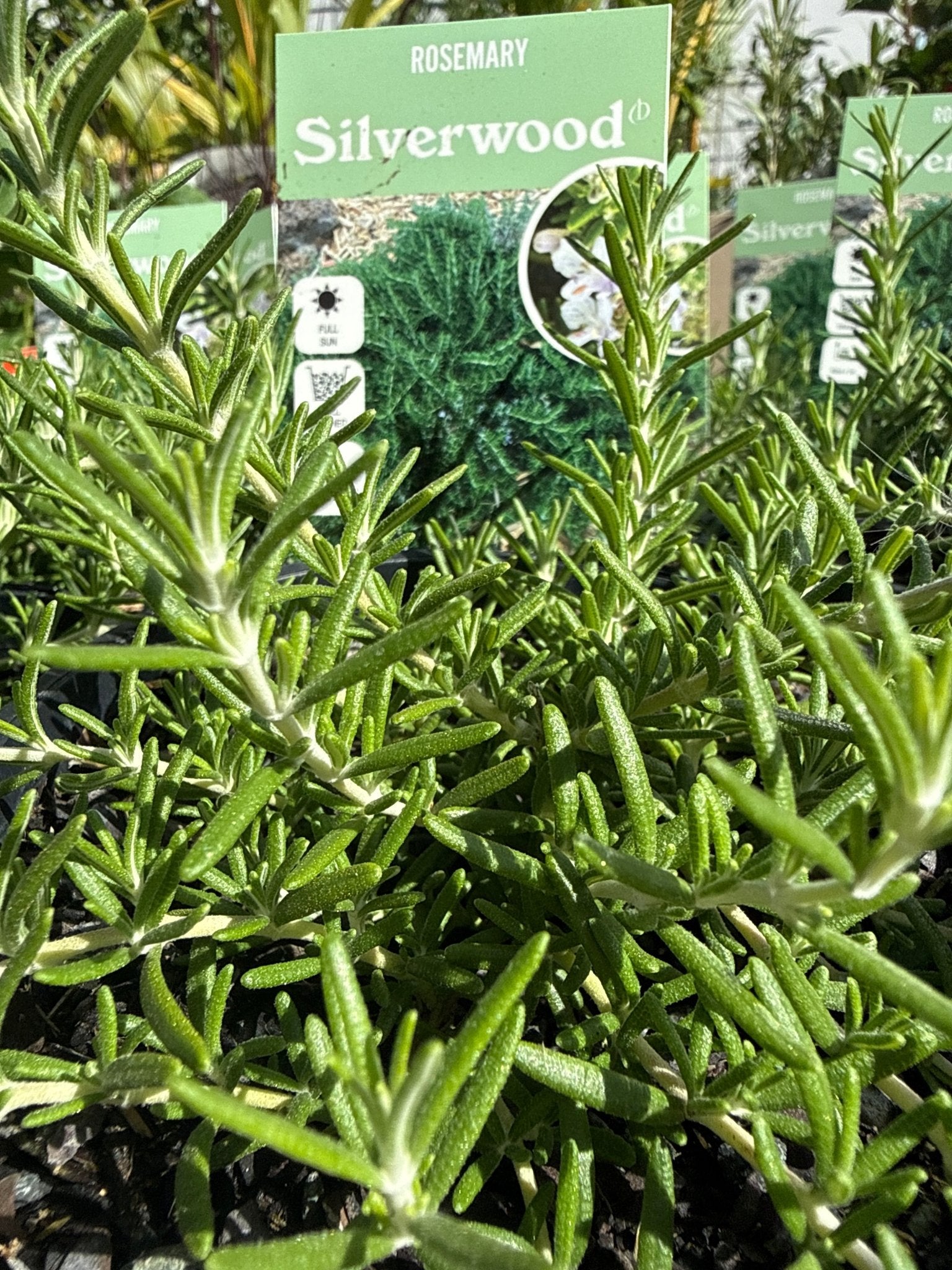 Rosemary 'Silverwood' - Ladybird Nursery