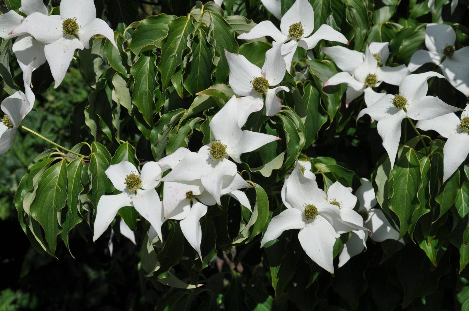 White Flowering Dogwood alba (Cornus florida) - Ladybird Nursery