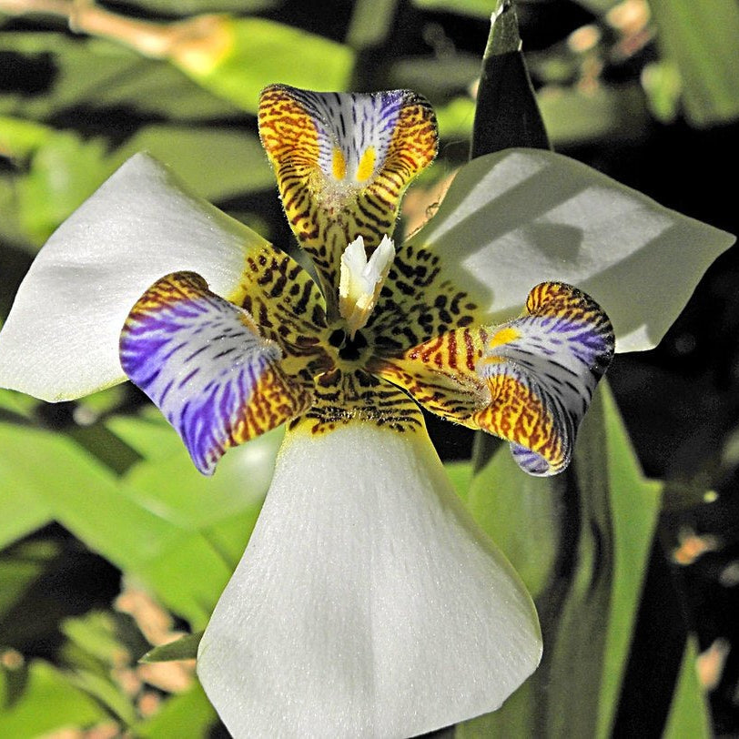 Brazilian Walking Iris Tri - Colour (Neomarica gracilis) - Ladybird Nursery