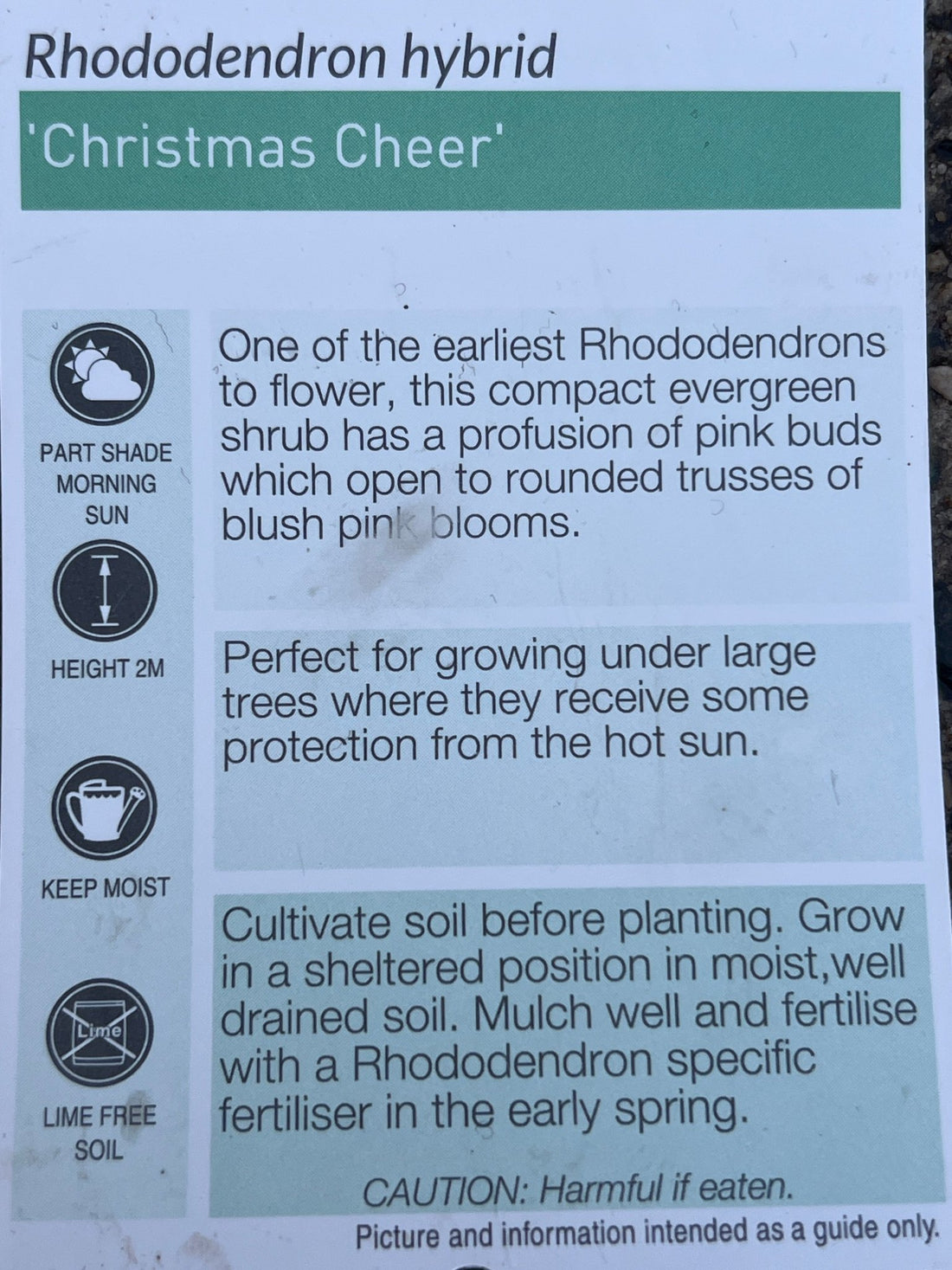 Rhododendron 'Christmas Cheer' - Ladybird Nursery