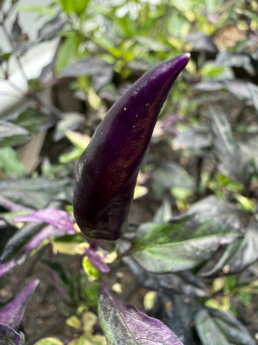 Chilli 'Purple Thai' - Ladybird Nursery