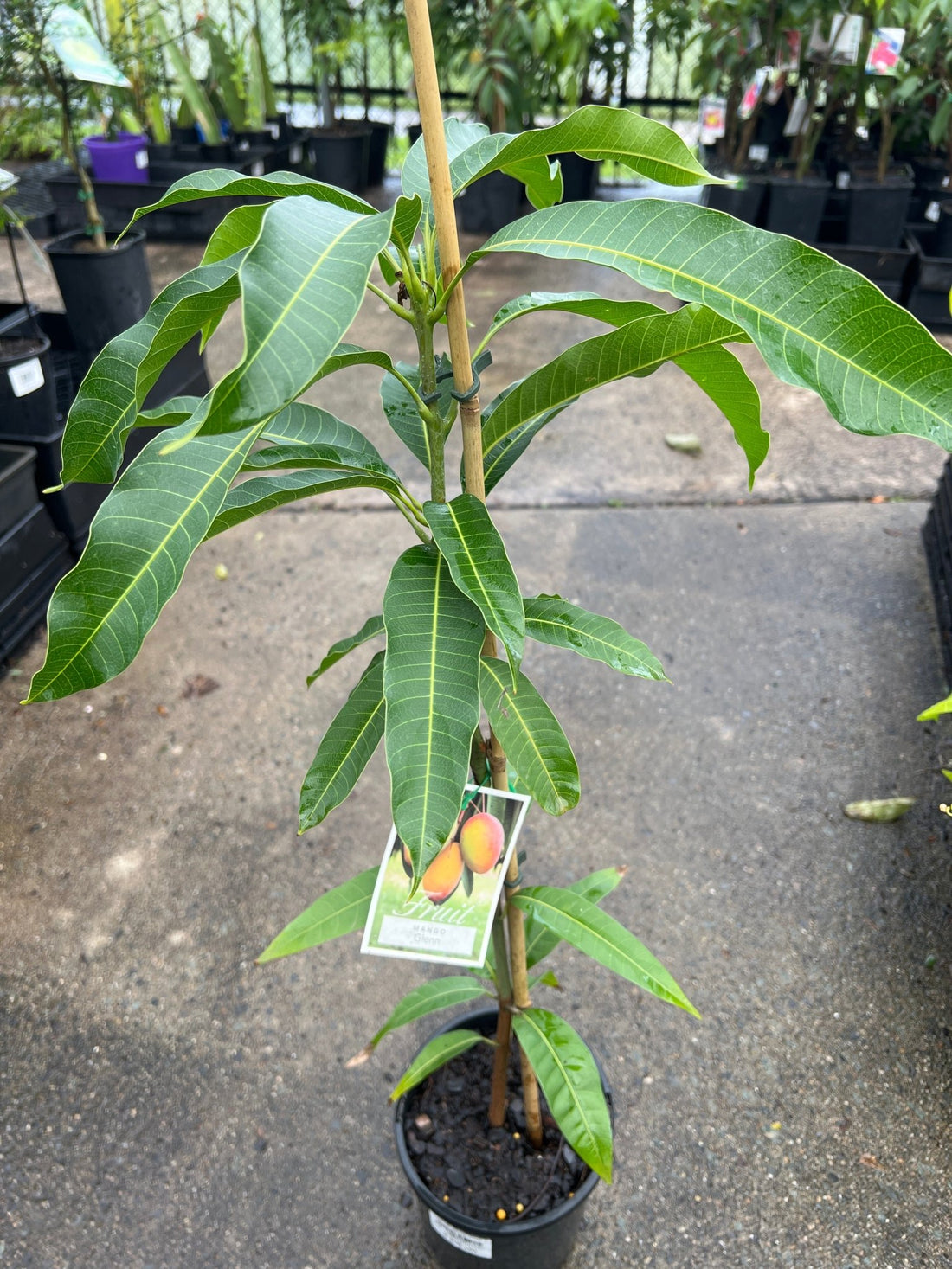 Mango ‘Glenn’ (Semi Dwarf) - Ladybird Nursery
