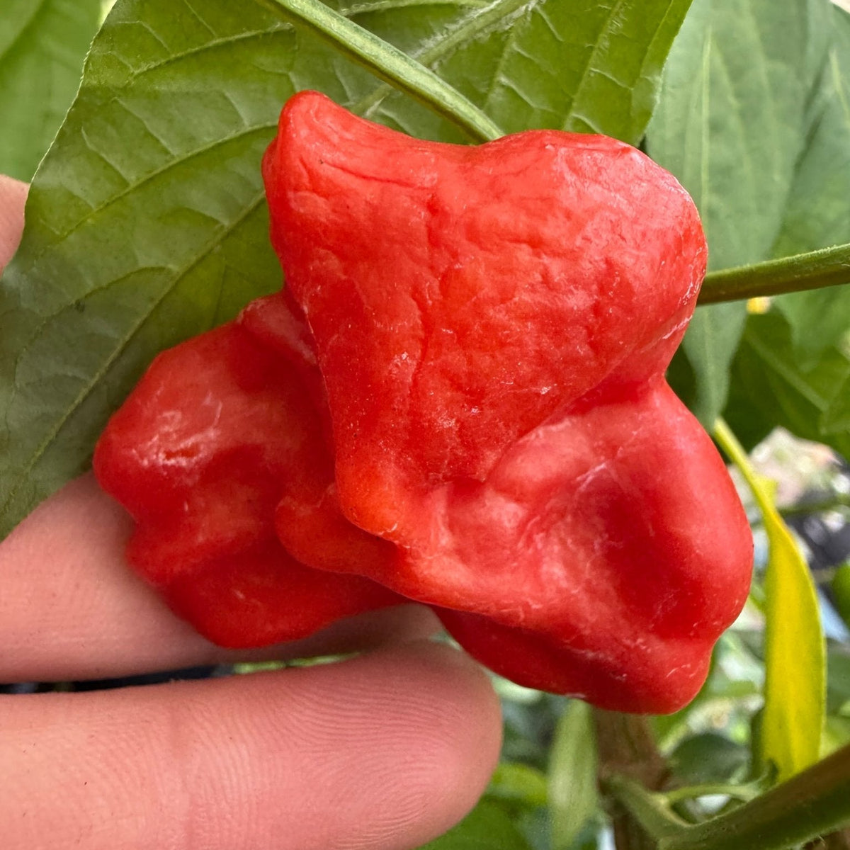 Chilli ‘Bishops Crown Red’ - Ladybird Nursery