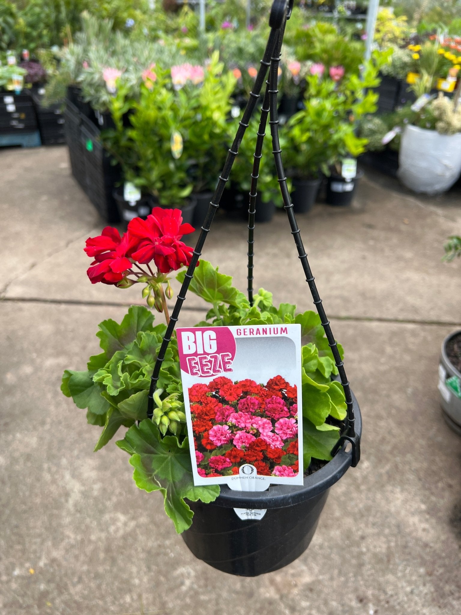 Geranium 'Big Eeze' - Hanger - Ladybird Nursery