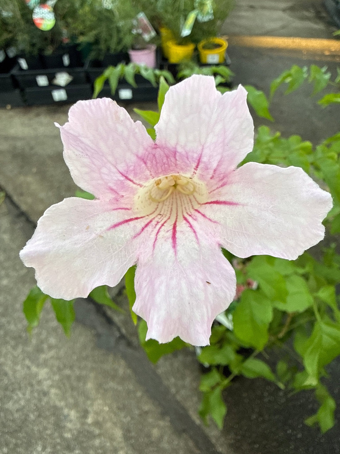 Pink Trumpet Vine (Bignonia Tecoma Pink) - Ladybird Nursery