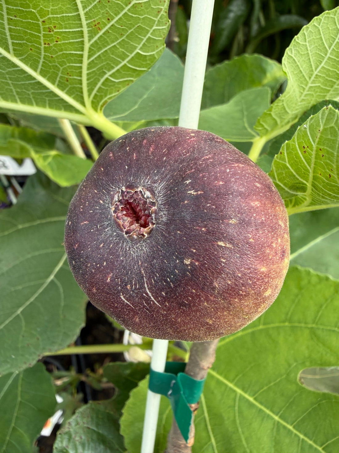 Black Genoa Fig - Large - Ladybird Nursery
