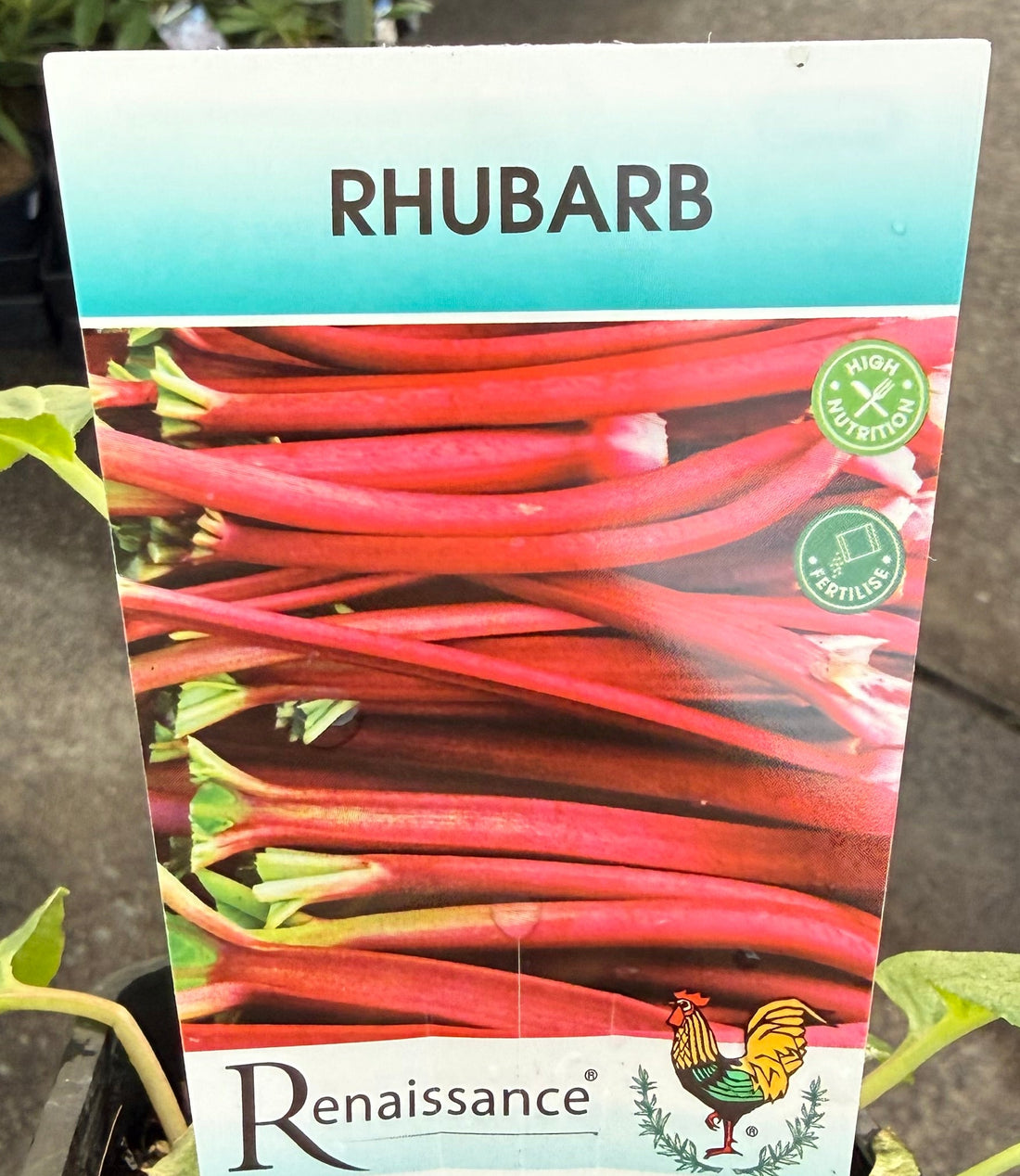 Rhubarb (Rheum rhabarbarum) - Ladybird Nursery