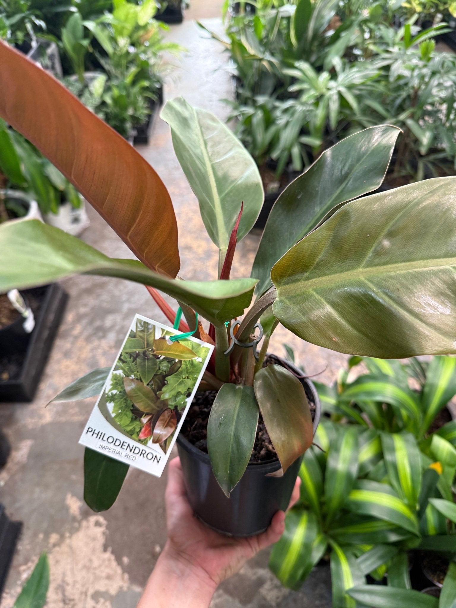 Philodendron 'Imperial Red' - Ladybird Nursery