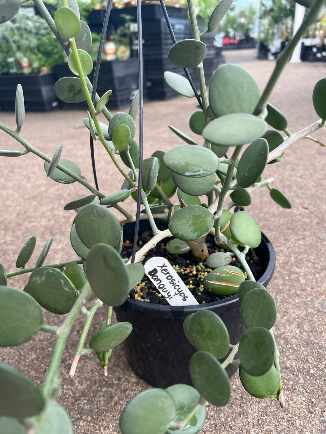 Silver Dollar Vine (Xerosicyos danguyi) - Ladybird Nursery