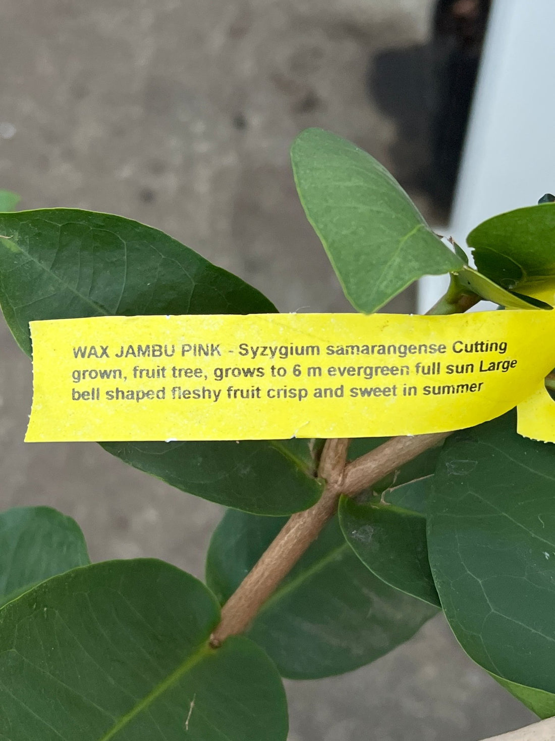 Wax Jambu 'Pink' - Ladybird Nursery
