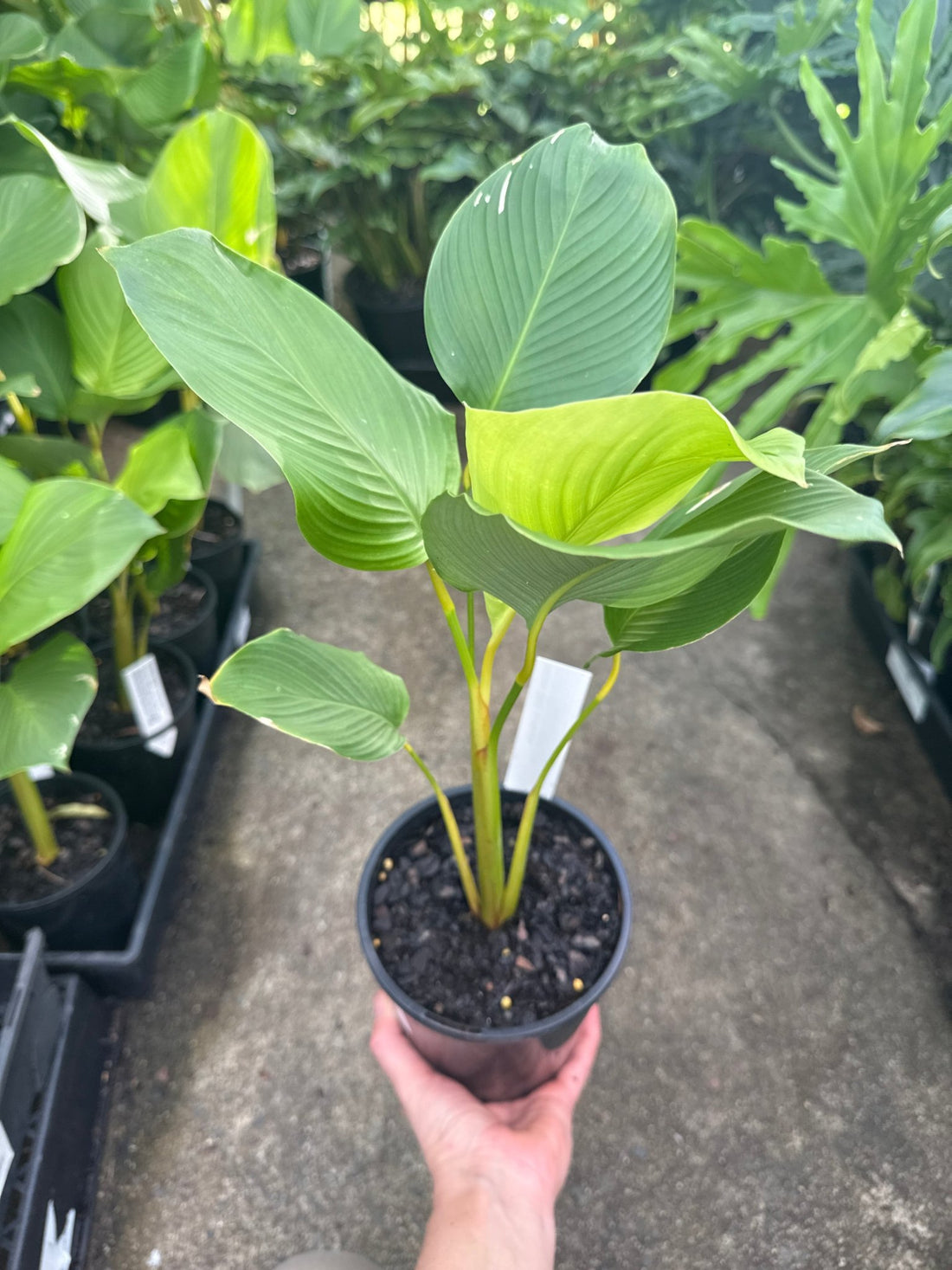 Calathea Lutea (Cuban Cigar) - Ladybird Nursery
