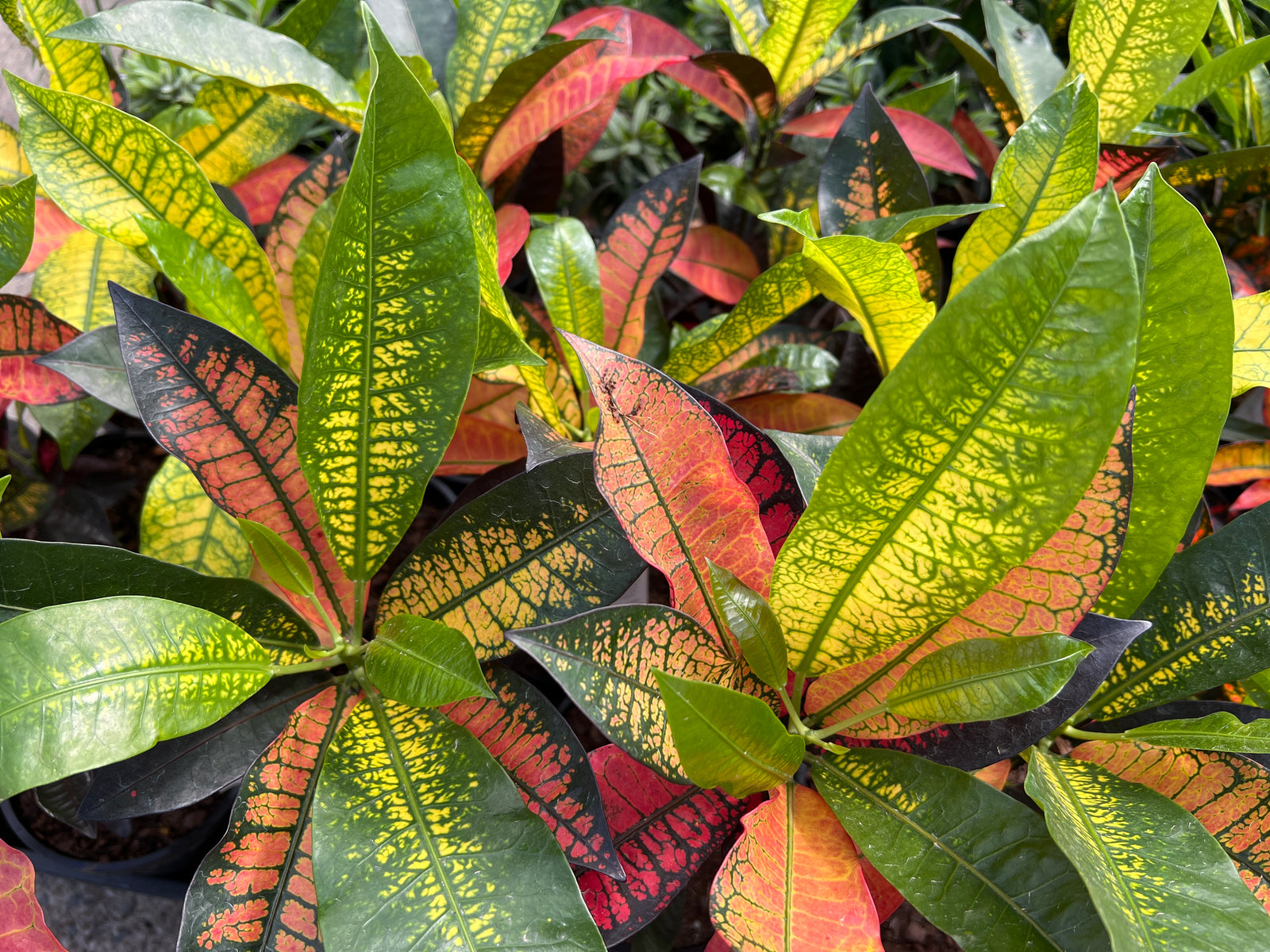 Croton 'Apple Blossom'