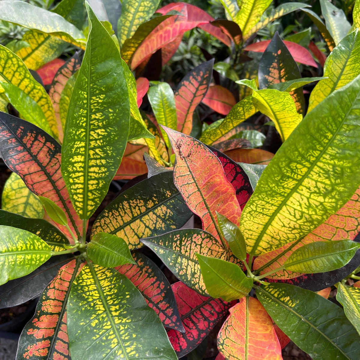 Croton 'Apple Blossom' - Ladybird Nursery