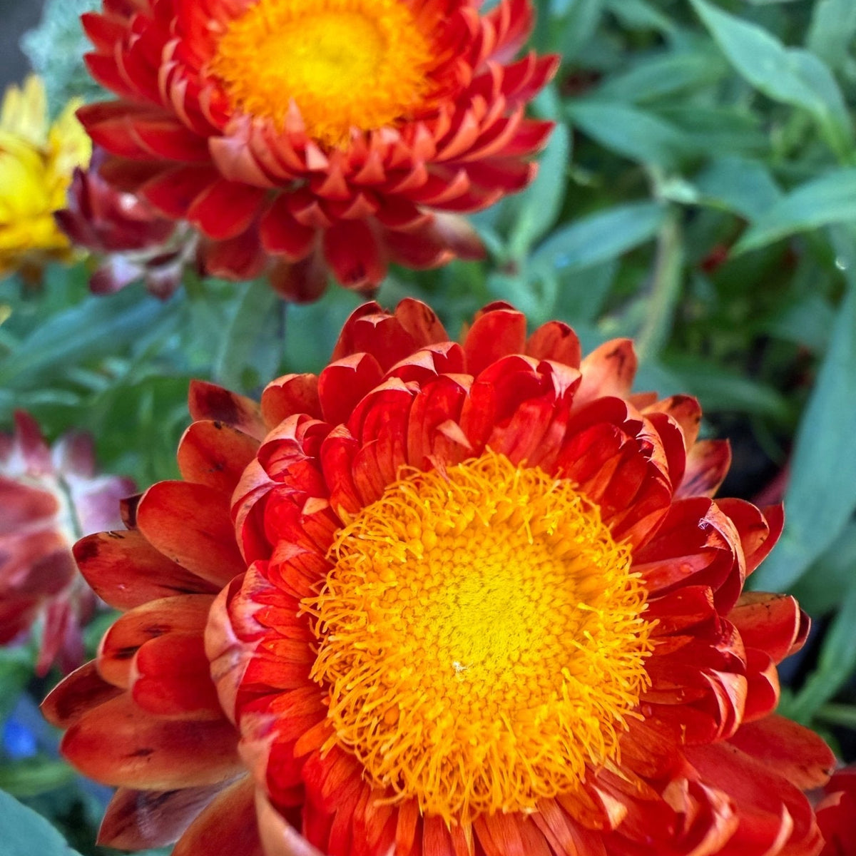 Paper Daisy 'Jumbo Red Ember' (Bracteantha Dreamtime) - Ladybird Nursery