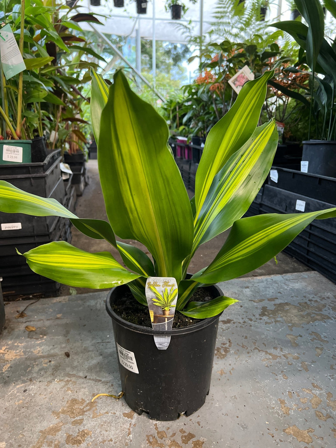 Dracaena 'Golden Heart' Large - Ladybird Nursery