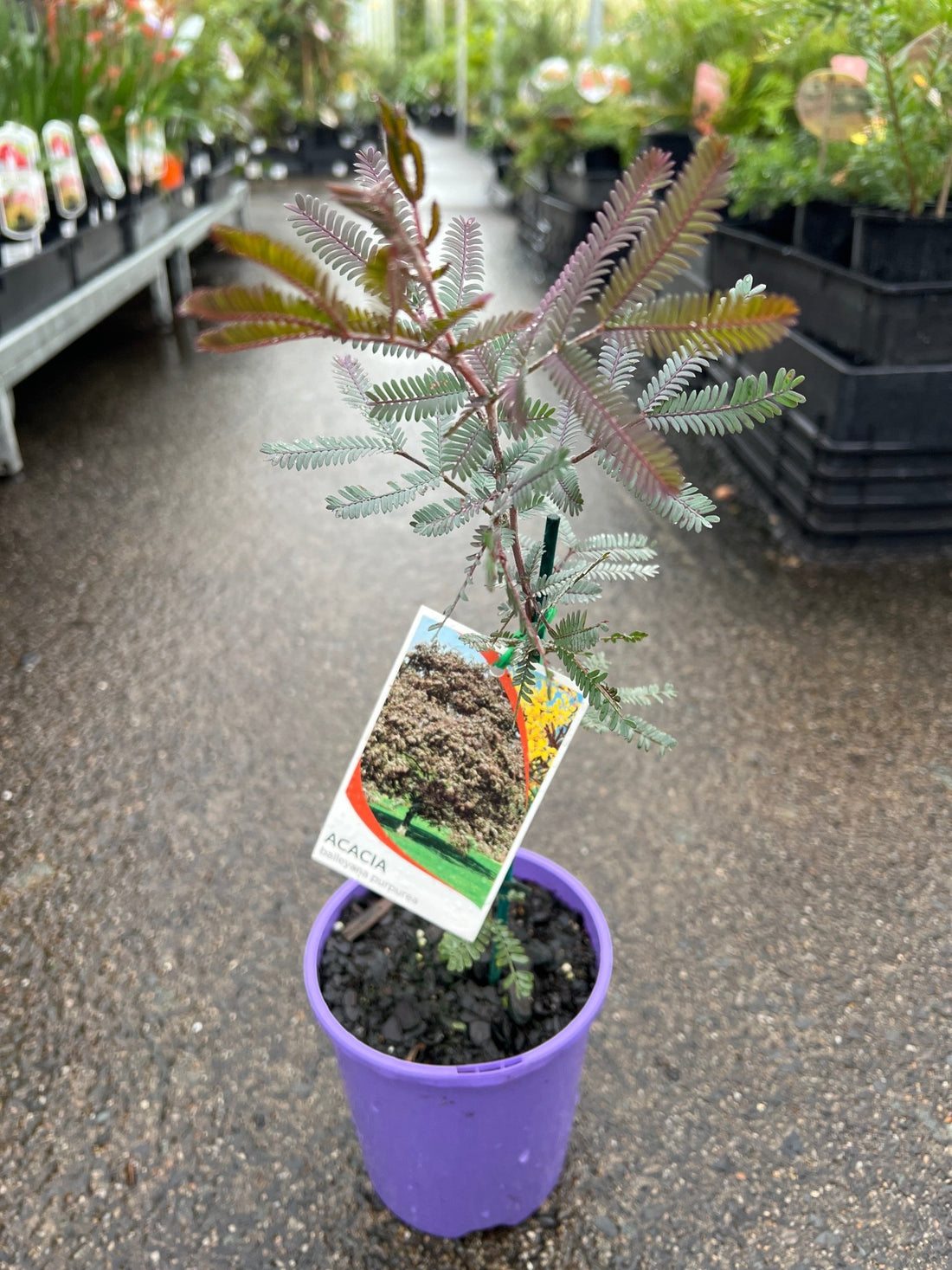 Purple Cootamundra Wattle (Acacia baileyana ‘Purpurea’) - Ladybird Nursery