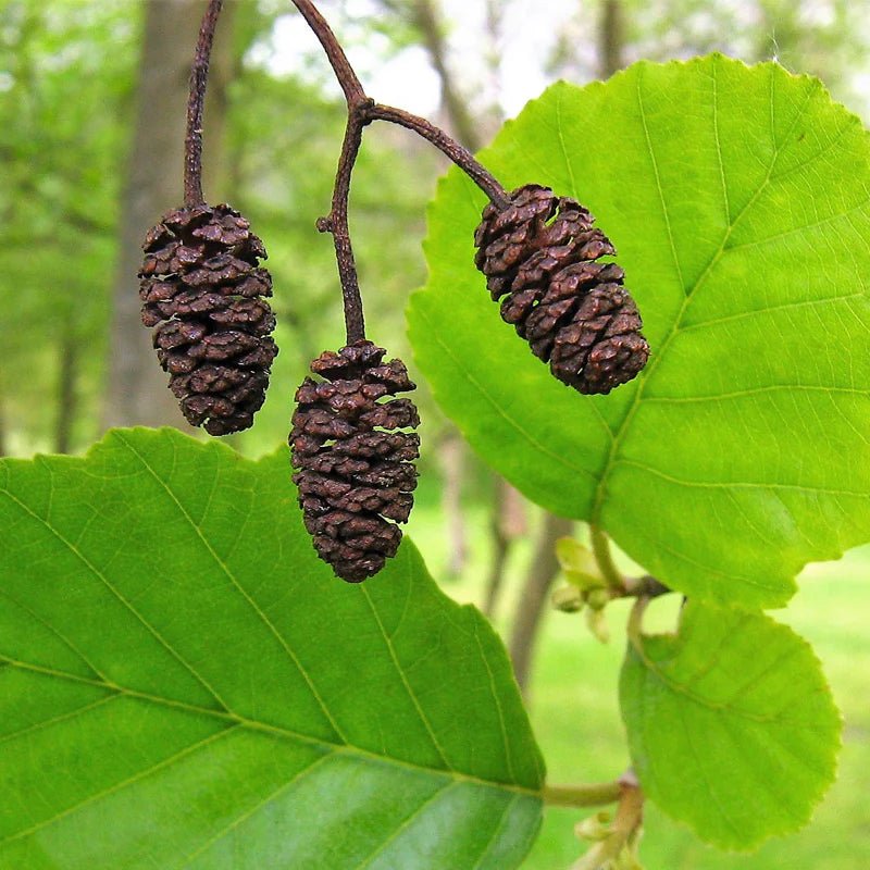 Black Alder Common (Alnus glutinosa) - Ladybird Nursery