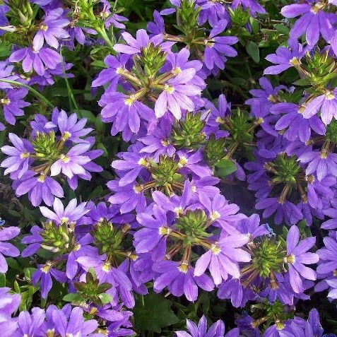 Fan Flower Fairy Blue (Scaevola aemula) - Ladybird Nursery