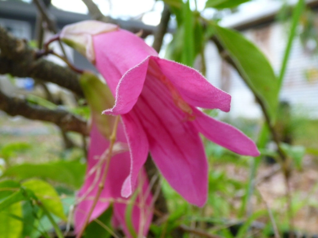 Fraser Island Creeper (Tecomanthe hillii)