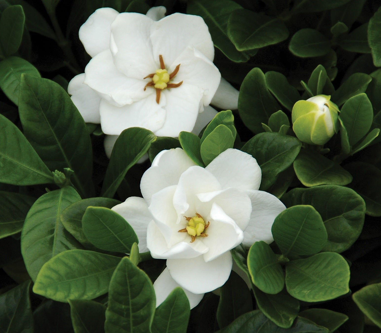 Gardenia Buttons (Gardenia jasminoides) - Ladybird Nursery