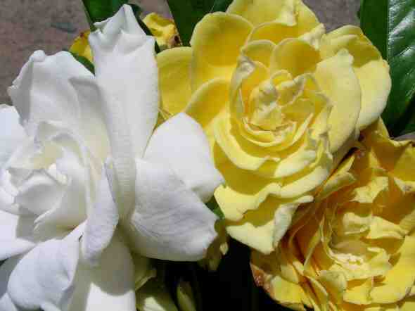 Gardenia Golden Magic (Gardenia augusta) - Ladybird Nursery