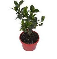 Gardenia Professor Pucci (Gardenia augusta) - Ladybird Nursery
