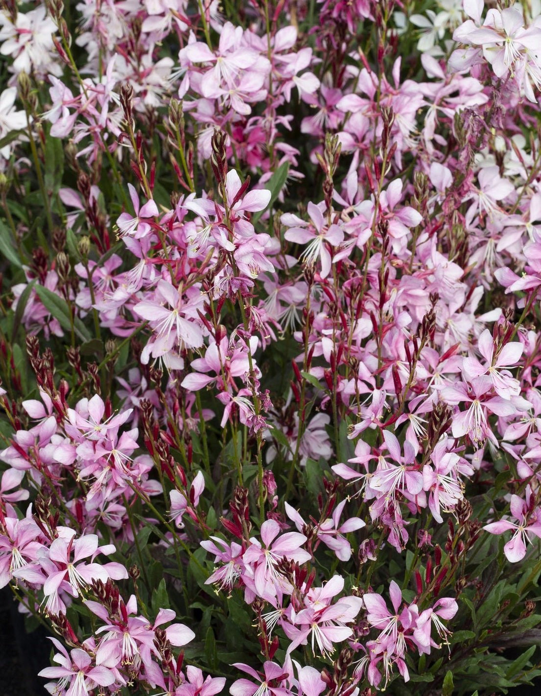 Gaura Rose Butterflies - Ladybird Nursery