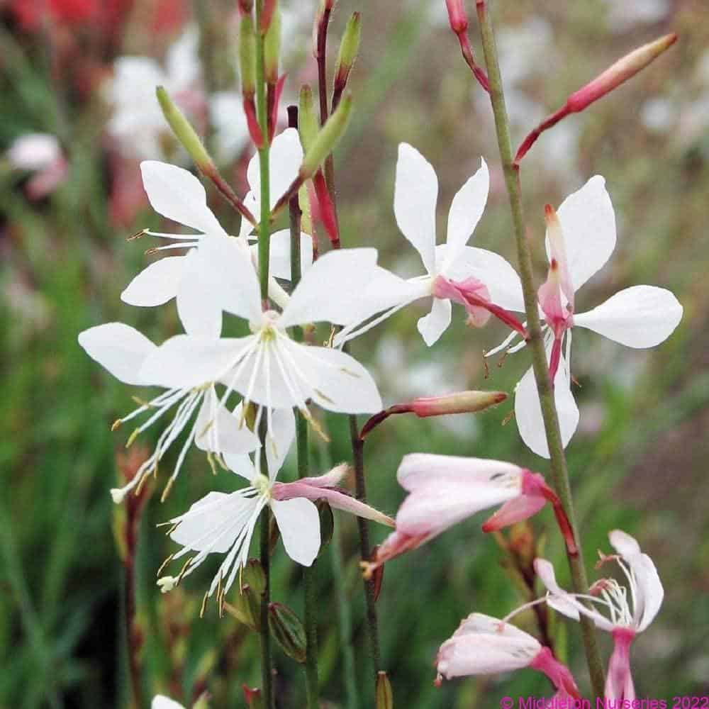 Gaura So White (Gaura lindheimeri) - Ladybird Nursery