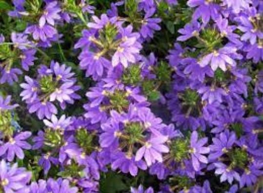 Fan Flower Mauve Clusters (Scaevola aemula) - Ladybird Nursery